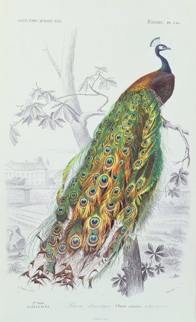 孔雀，来自查尔斯·奥尔比尼的“世界自然历史词典”的插图，由A. Fournier刻，1839-49 作者 Edouard Travies